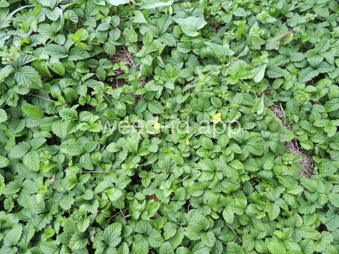 mockstrawberry, Indian